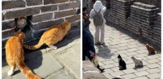 Fluffy inhabitants of the Great Wall of China (3 photos + 1 video)