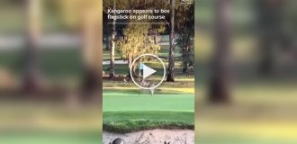 Кенгуру против флагштока