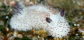 The cutest mollusks (4 photos + 1 video)