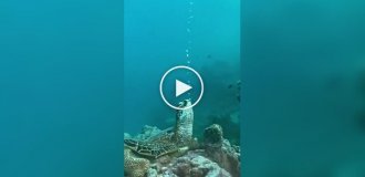 Черепаха спит под водой