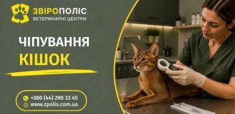 Чіпування кота: ідентифікація та оформлення даних