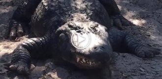 А вы знали, что аллигаторы умеют чихать