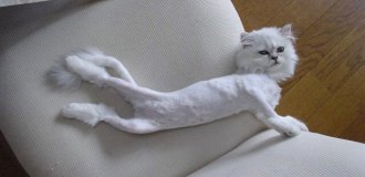 Бритая кошка — больная кошка. Почему питомца нельзя стричь даже в самую лютую жару? (7 фото)