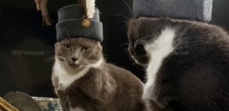 Подборка смешных и забавных фотографий с котами, которые поднимут настроение (21 фото)