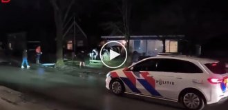 Cows Take Over a Village: They Knocked Down Fences and Wreaked Havoc