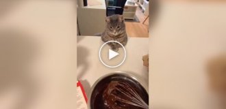 A domestic cat watches its owner cook