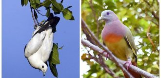 15 невероятных голубей, которых вы никогда не видели (16 фото)