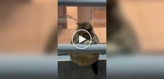 Жирненький і сумний кіт