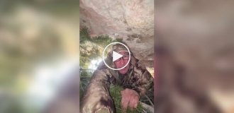 Безумство в прямому ефірі: чоловік заліз у берлог сплячої ведмедиці