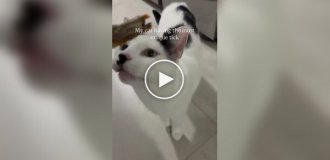 Кошка с необычным нервным тиком