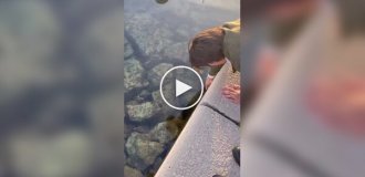 Знакомство с осьминогом в Италии