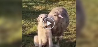 Not now! I'm at work!: Sheep tries to distract dog while grazing