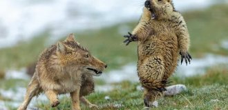 Как квадратноголовые лисы кошмарят тибетскую фауну (5 фото)