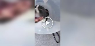 Реакция собаки на снятие конуса, спустя месяц ношения