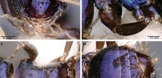 An unusual species of blue ants discovered in the remote Indian Siang Valley (2 photos)