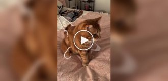 Любопытный кот застрял в вешалке
