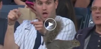 A full palette of emotions: the reaction of spectators to the appearance of a squirrel