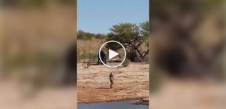 Мужчина остановил несущегося слона неожиданным жестом