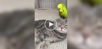 Кошки и попугаи под одной крышей