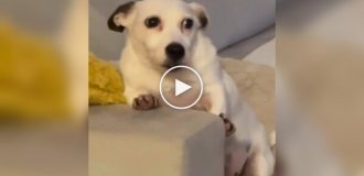 Пес не успел спрятаться от детей
