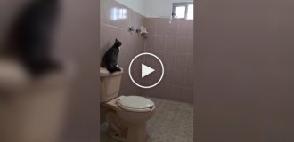 Cat escape