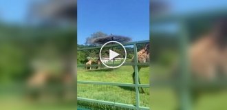 Жирафы - новые звезды соцсетей после капибар