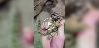 Ящерица, похожая на маленького дракона