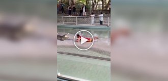 A brave guy greeted a crocodile