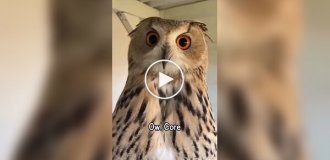 Смешные и милые совы