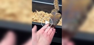 А вы видели, как чихают змеи