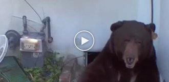 Медведь несколько месяцев жил в подвале частного дома в США