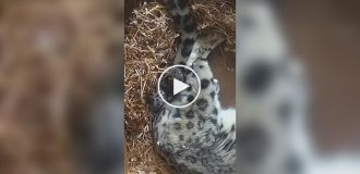 Snow leopard cub sleeps hugging mother's tail