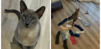 A cat stole more than 150 things from neighbors, but they still love him (17 photos)