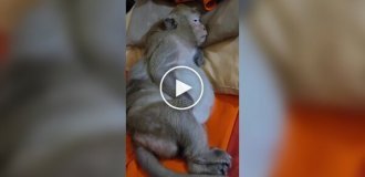 Сладкий сон у обезяны