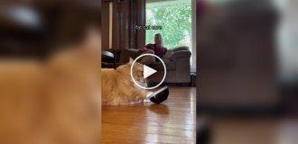 Из жизни упитанных котов