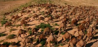 Camel army in Australia. How the Hunchbacks Took Over the Continent and Are Now Destroying It (9 photos)