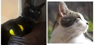 Котячі канікули: 20 способів провести літо так, як його проводять котики (21 фото)
