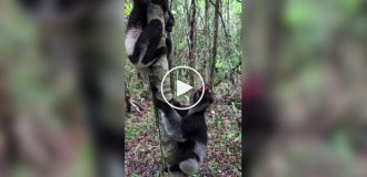 Самые большие лемуры на планете: как выглядят и звучат индри