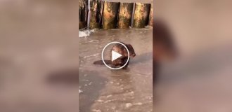 Бобр моется в море