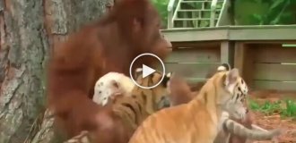 An orangutan babysits tiger cubs