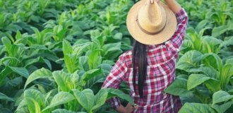 Чем цельный табачный лист лучше резки и как оценить качество