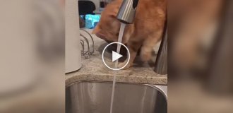 Cat trying to catch a stream of water
