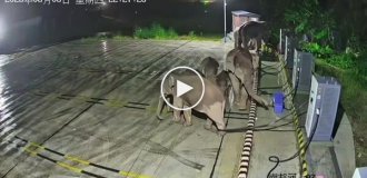 Слоненок запутался в кабеле от зарядной станции