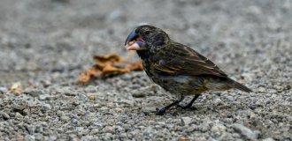 Интересные факты о галапагосских вьюрках (12 фото)