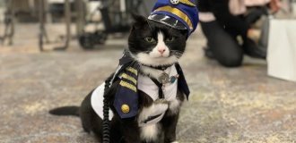 At the San Francisco International Airport, there is a cat therapist (10 photos)