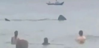 In Ireland, a huge shark swam to the shore, but did not scare away vacationers (4 photos + 1 video)