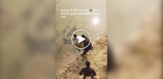 Мужчины разбудили крокодила, потянув его за хвост