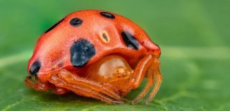 Сонечко. Отруйна кров та вічний голод (8 фото)