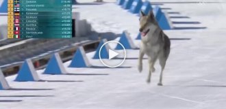 Собака увірвався в командний спринт на Олімпіаді