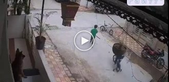 A dog decisively intervened and chased away a relative who was chasing children